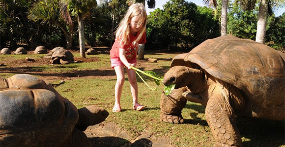 tortoises